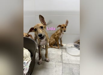 Lida geb. 06/2026 (ESP) - offenes, fröhliches Galgomädchen. Unser Sonnenschein!