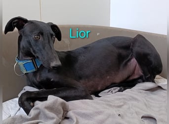 Lior geb. 11/2023 (ESP) - zärtlicher, wunderschöner Galgo!