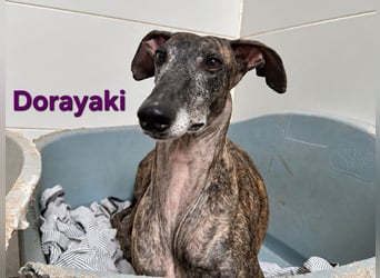 Dorayaki geb. 02/2021 (ESP) - sanfte Galga will Vertrauen neu lernen!
