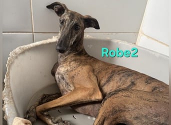Robe geb. 07/2024 (ESP) - schüchterner Galgo möchte endlich sein Potenzial leben!