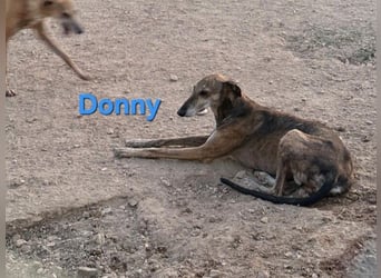 Donny geb. 04/2022 (ESP) - sanfter Galgo der so viel mehr verdient hat!