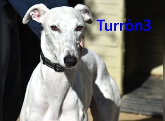 Turròn3 geb. 06/2022 (ESP) - außergewöhnlich schöner und liebevoller Galgo!