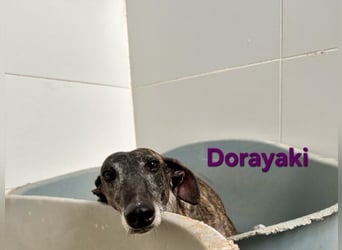 Dorayaki geb. 02/2021 (ESP) - sanfte Galga will Vertrauen neu lernen!