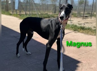 Magnus geb. 06/2019 (ESP) - edler Galgorüde. Ein echter Schatz sucht sein Körbchen!