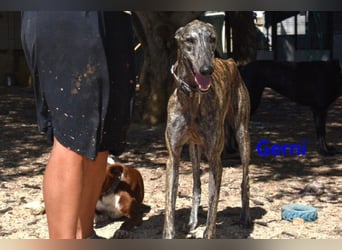 Gerni geb. 05/2025 (ESP) - verschmuster Galgo will wieder lernen zu Vertrauen!