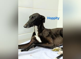 Hoppity geb. 04/2023 (ESP) - freundlicher Galgo sucht seine Familie mit Hundekumpel!