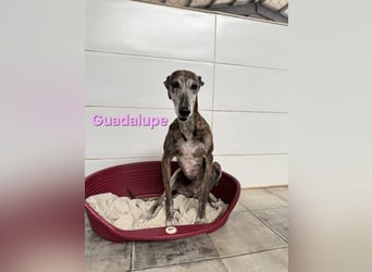 Guadalupe geb. 01/2015 (ESP) - soziale, liebevolle Galga will endlich Liebe kennenlernen!