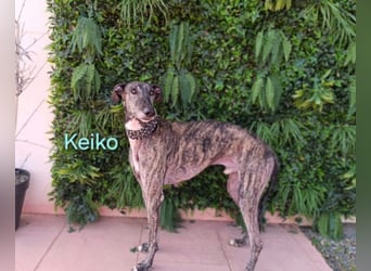 Keiko geb. 07/2020 (ESP) - liebevoller Galgomann sucht seine Familie!