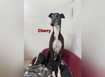 Cherry geb. 10/2021 (ESP) - wunderschöne, soziale Galga sucht ihre Menschen!