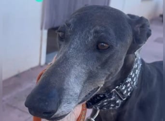 Logan2 geb. 01/2024 (ESP) - ausgeglichener und sozialer Galgo!