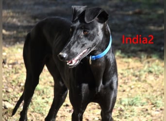 India2 geb. 07/2023 (ESP) - sehr freundliche und soziale, hübsche Galga!