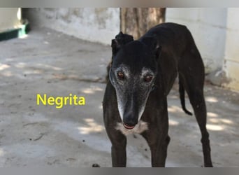 Negrita geb. 09/2022 (ESP) - edle und menschenbezogene Galga, eine treue Seele!
