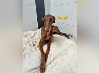 Lula3 geb. 11/2021 (ESP) - wunderschöne Galga... ihre Geschichte soll endlich ein Happy End haben!