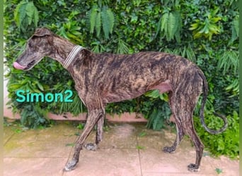 Simon2 geb. 09/2019 (ESP) - unkomplizierter Galgo verdient endlich sein Glück!