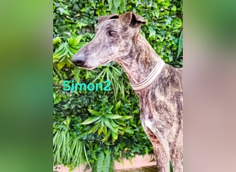 Simon2 geb. 09/2019 (ESP) - unkomplizierter Galgo verdient endlich sein Glück!