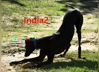 India2 geb. 07/2023 (ESP) - sehr freundliche und soziale, hübsche Galga!