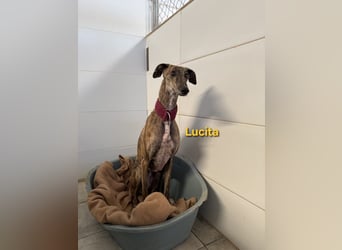 Lucita geb. 03/2022 (ESP) - sanfte und ruhige Galga sucht ihr Körbchen!