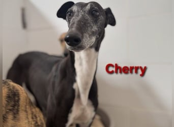Cherry geb. 10/2021 (ESP) - wunderschöne, soziale Galga sucht ihre Menschen!