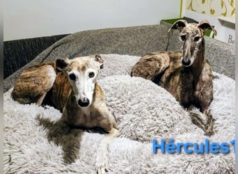 Hércules1 geb. 12/2021 (in Deutschland) - zärtlicher, ruhiger und sensibler Galgo!