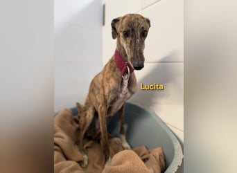 Lucita geb. 03/2022 (ESP) - sanfte und ruhige Galga sucht ihr Körbchen!