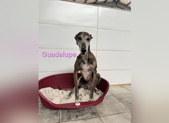 Guadalupe geb. 01/2015 (ESP) - soziale, liebevolle Galga will endlich Liebe kennenlernen!