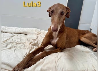 Lula3 geb. 11/2021 (ESP) - wunderschöne Galga... ihre Geschichte soll endlich ein Happy End haben!