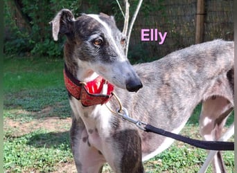 Elly geb. 07/2020 (in Deutschland) - liebevolle, verspielte Rauhhaargalga!