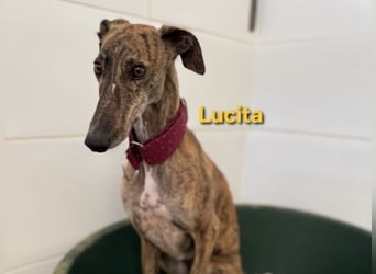 Lucita geb. 03/2022 (ESP) - sanfte und ruhige Galga sucht ihr Körbchen!