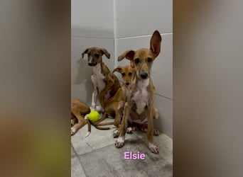 Elsie geb. 06/2026 (ESP) - verspielte Galgowelpin will die Welt entdecken!