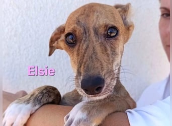 Elsie geb. 06/2026 (ESP) - verspielte Galgowelpin will die Welt entdecken!