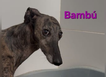 Bambú geb. 08/2019 (ESP) - diese sanfte Galga sucht erfahrene Menschen!