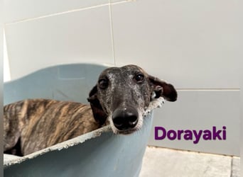Dorayaki geb. 02/2021 (ESP) - sanfte Galga will Vertrauen neu lernen!
