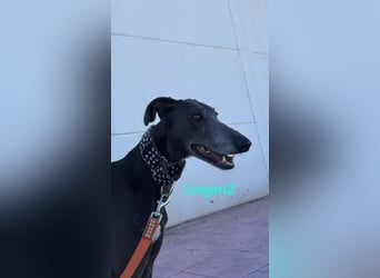 Logan2 geb. 01/2024 (ESP) - ausgeglichener und sozialer Galgo in seltener Farbe!