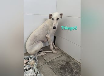 Thaigo2 geb. 03/2024 (ESP) - NOTFALL! erfahrene Hundemenschen gesucht!