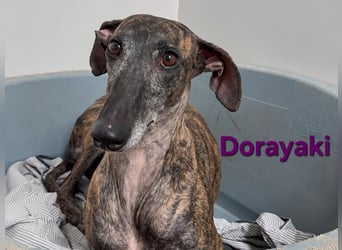 Dorayaki geb. 02/2021 (ESP) - sanfte Galga will Vertrauen neu lernen!