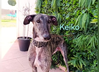 Keiko geb. 07/2020 (ESP) - liebevoller Galgomann sucht seine Familie!