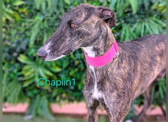 Chaplin1 geb. 01/2023 (ESP) - ruhiger und anhänglicher, sanfter Galgo!