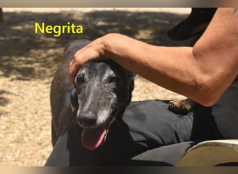 Negrita geb. 09/2022 (ESP) - edle und menschenbezogene Galga, eine treue Seele!