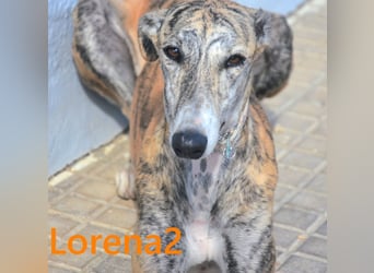 Lorena2 geb. 08/2023 (ESP) - total liebe und verschmuste Galga sucht ihr Glück!