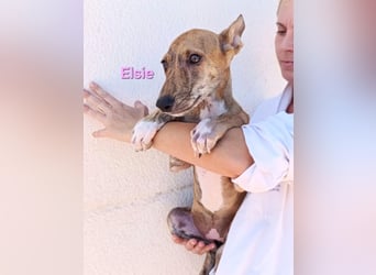 Elsie geb. 06/2026 (ESP) - verspielte Galgowelpin will die Welt entdecken!