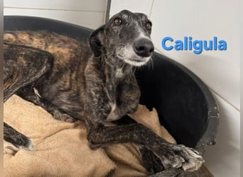 Caligula geb. 12/2020 (ESP) - eleganter, ganz besonderer Galgo!