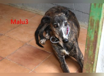 Malu3 geb. 02/2016 (ESP) - liebevolle Galga hat endlich ihr Glück verdient!