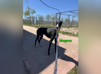 Magnus geb. 06/2019 (ESP) - edler Galgorüde. Ein echter Schatz sucht sein Körbchen!