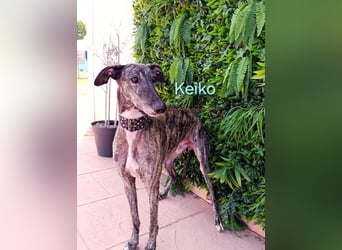 Keiko geb. 07/2020 (ESP) - liebevoller Galgomann sucht seine Familie!