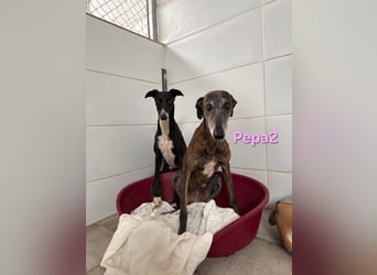Pepa2 geb. 01/2015 (ESP) - sanfte, soziale Galga verdient endlich ein schönes Leben!