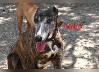 Malu3 geb. 02/2016 (ESP) - liebevolle Galga hat endlich ihr Glück verdient!