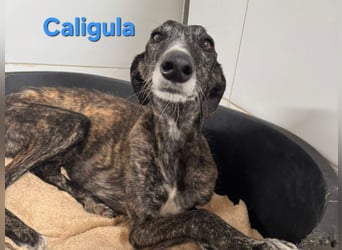 Caligula geb. 12/2020 (ESP) - eleganter, ganz besonderer Galgo!