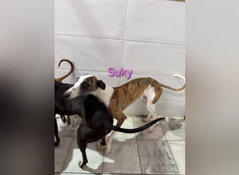 Suky geb. 02/2023 (ESP) - fröhliche und liebevolle Galgo Espanol Hündin sucht eine Familie!