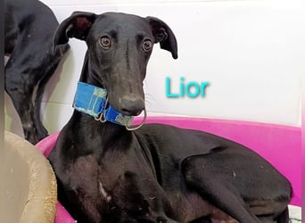 Lior geb. 11/2023 (ESP) - zärtlicher und unterwürfiger Galgo!