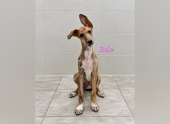 Elsie geb. 06/2026 (ESP) - verspielte Galgowelpin will die Welt entdecken!